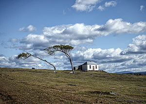 Windswept